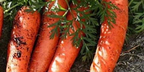 Kako posaditi šargarepu da brže nikne